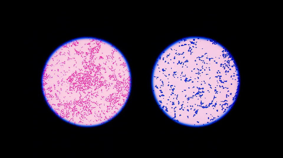 The Hidden Danger in High-Purity Peptides: Why Endotoxin Testing Is Non-Negotiable